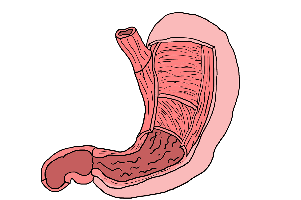 stomach, muscles, muscle layers-3329346.jpg